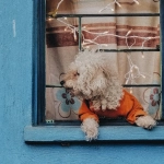 Слот The Dog House и его обманчивая привлекательность для игроков