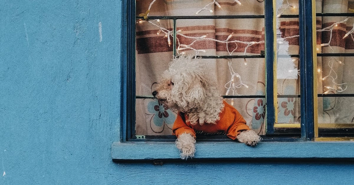 Слот The Dog House и его обманчивая привлекательность для игроков